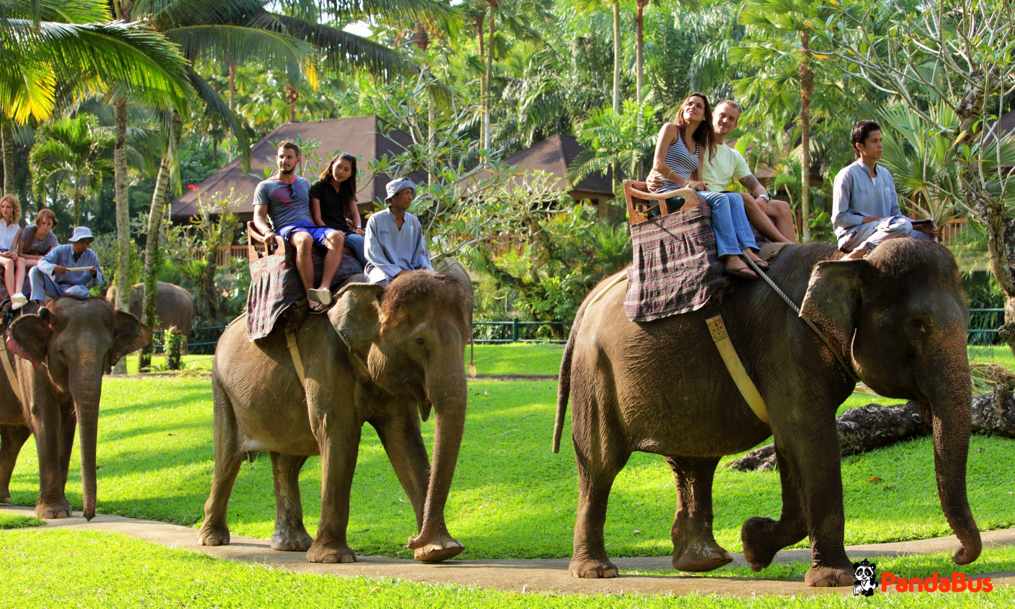 アユン川出発、エレファントサファリパークへ エレファントライド、エレファントショーをお楽しみください。